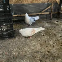 جفت دوکت|پرنده|اهواز, شهرک حفاری|دیوار