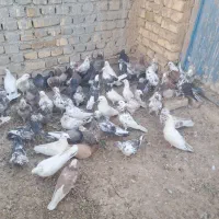 کفتر|پرنده|ساروق, |دیوار