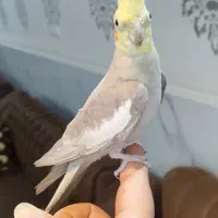 فروش فوری عروس هلندی نر بالغ بالغ|پرنده|کارون, |دیوار