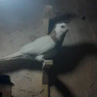 کفترطوقی زرد