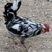 خروس گلین لری
