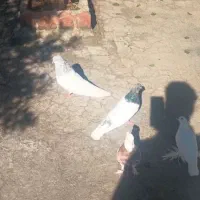 باشی موشی باشی گوی