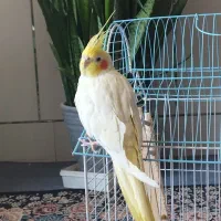 عروس هلندی لوتینو ماده|پرنده|زیباشهر, |دیوار