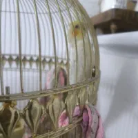 عروس هلندی|پرنده|مشهد, انقلاب|دیوار