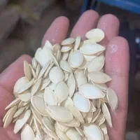 تخمه کدو اجیلی