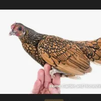 ۲عدد سبرایت گم شده محدوده فلکه چهارم ازادشهر