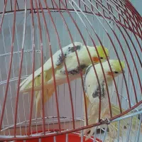 طوطی عروس دوکت جفت|پرنده|رشت, نیروی دریایی|دیوار