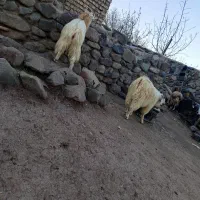 فروش ۸ راس چپش( کره ) کورکی محلی چاق