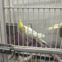 پرنده|پرنده|تهران, جمهوری|دیوار