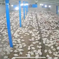 کار مرغداری