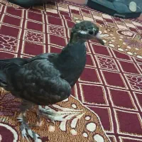 جوجه کبوتر|پرنده|اهواز, اسلام آباد شرقی|دیوار