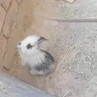 خرگوش