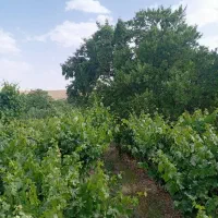 باغ-فروشی-در-روستای-سیمکان
