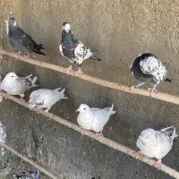 تعدادی کبوتر|پرنده|قم, آزادگان|دیوار