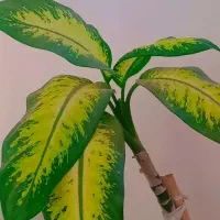 دیفن سه تا قلمه از پایین زده|گل و گیاه طبیعی|محمدیه-قزوین, |دیوار