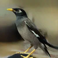 مرغ مینا سخنگو رام(معاوضه یا نقدی)