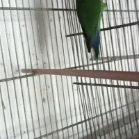 جفت کوتوله برزیلی جوجه مرغ عشق 1 کوتوله برزیلی نر|پرنده|نیشابور, فردوسی جنوبی|دیوار