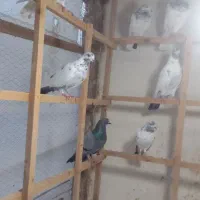 کبوتر سنگر|پرنده|سنگر, |دیوار