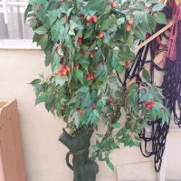 یک عدد درختچه و دسته گل رز ربانی بفروش می‌رسد