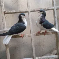 کبوتر|پرنده|الوند, |دیوار