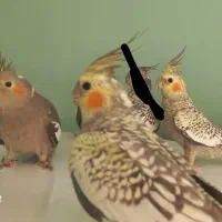 باسلام تعدادی عروس هلندی سالم سرحال