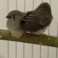 جوجه فنچ دون خور