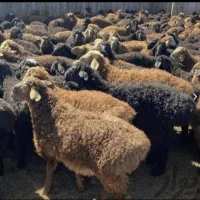 خرید گوسفند دام طیور تهران اعلام قیمت روزانه|حیوانات مزرعه|تهران, فاطمی|دیوار