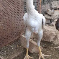 جوجه لاری نسل