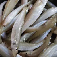 ماهی خکک ،صید تازه همین لان