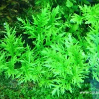 گیاه اکواریومی|ماهی|مشهد, نیزه|دیوار