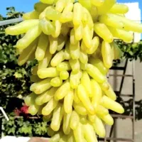 بزرگترین نهالستان(واقع در شمال غرب کشور)|خدمات باغبانی و درختکاری|بروجرد, |دیوار