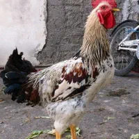خروس
