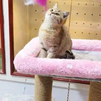 توله گربه بیریتیش گلد