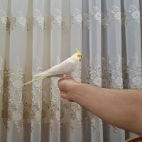 فروش عروس هلندی|پرنده|مرند, |دیوار