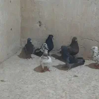 کبوتر پرشی یاهو|پرنده|قم, خاکفرج|دیوار