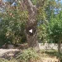 خرید چوب باغی. سقفی سپیدار و هرس درختان