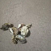 گردوامسال مخلوط