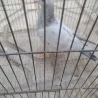 هفت رنگ