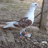پشت کراف