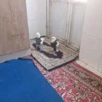 کفتر توقی نره و ماده و با سفید چشم سفید با زمانت|پرنده|بم, |دیوار