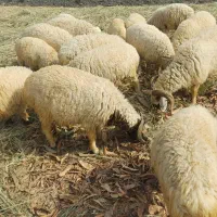 فروش بز،غوچ،نرگاو|حیوانات مزرعه|توکهور, |دیوار