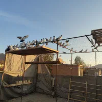 کفتر پرشتی|پرنده|فرخشهر, |دیوار