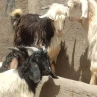بزغاله بختیاری