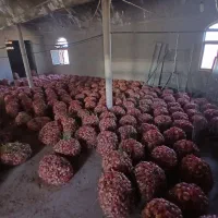 پیاز دامی|حراج|مبارکه, |دیوار