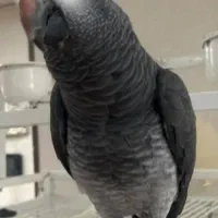 جوجه کاسکو دم شکلاتی