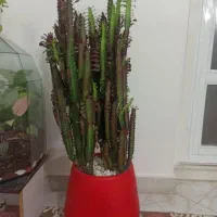 کاکتوس آفریقایی و گلدان تراریوم بزرگ