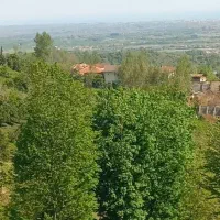 فروش چندین قطعه زمین باغ چای شمال