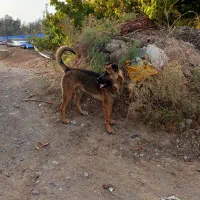 واگذاری سرابی چهارده ماهه