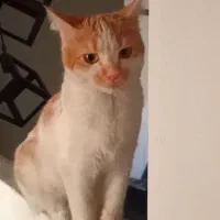 واگذاری گربه خانگی رایگان|گربه|سنندج, |دیوار