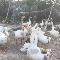 غازهای نر بزرگ|حیوانات مزرعه|سیمین شهر, |دیوار